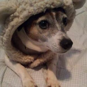 Meet your Posher, Deysis